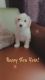 Maltipoo Puppies for sale in Rosamond, CA, USA. price: $500