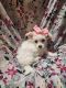 Maltipoo Puppies for sale in Fresno, CA, USA. price: $750