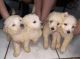 Maltipoo Puppies for sale in 1426 Bowie St, Garland, TX 75042, USA. price: NA