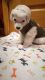 Maltipoo Puppies for sale in London, KY, USA. price: $500