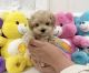 Maltipoo Puppies for sale in Gardena, CA 90248, USA. price: $600