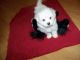 Maltipoo Puppies for sale in Campbellsville, KY 42718, USA. price: $400