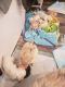 Maltipoo Puppies for sale in Lubbock, TX, USA. price: $150