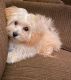 Maltipoo Puppies for sale in Amesville, OH 45711, USA. price: $400