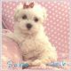 Maltipoo Puppies for sale in Summerville, SC, USA. price: NA