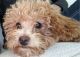 Maltipoo Puppies for sale in Charlotte, NC 28277, USA. price: NA
