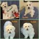 Maltipoo Puppies for sale in Naples, FL, USA. price: $1,500