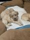 Maltipoo Puppies for sale in Bedford, TX 76022, USA. price: $1,300