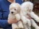Maltipoo Puppies for sale in Lake Park, NC 28079, USA. price: NA