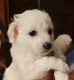 Maltipoo Puppies for sale in Suwanee, GA 30024, USA. price: $1,000