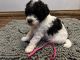 Maltipoo Puppies for sale in Georgetown, KY 40324, USA. price: $800