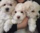 Maltipoo Puppies for sale in San Jose, CA 95122, USA. price: $2,000
