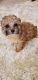 Maltipoo Puppies for sale in GILLEM ENCLAVE, GA 30297, USA. price: NA