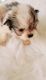Maltipoo Puppies for sale in GILLEM ENCLAVE, GA 30297, USA. price: NA