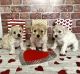 Maltipoo Puppies for sale in 9455 W Flagler St, Miami, FL 33174, USA. price: $3,000