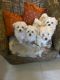Maltipoo Puppies for sale in Gurugram, Haryana, India. price: 100000 INR