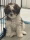 Maltipoo Puppies for sale in District Heights, MD 20747, USA. price: $3,000
