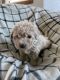Maltipoo Puppies for sale in Puyallup, WA, USA. price: $1,200