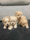 Maltipoo Puppies for sale in Lee's Summit, MO, USA. price: $1,250