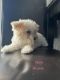 Maltipoo Puppies for sale in Lake Worth, TX, USA. price: NA