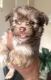 Maltipoo Puppies for sale in Stockton, CA, USA. price: $700