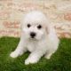 Maltipoo Puppies for sale in Beaumont, TX, USA. price: $400