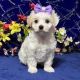 Maltipoo Puppies for sale in Apex, NC, USA. price: $400
