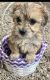 Maltipoo Puppies for sale in Stockbridge, GA, USA. price: $1,299