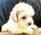 Maltipoo Puppies for sale in Stockbridge, GA, USA. price: $1,199