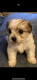 Maltipoo Puppies for sale in Stockbridge, GA, USA. price: $1,499