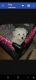 Maltipoo Puppies for sale in Bowling Green, KY, USA. price: $600