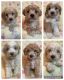 Maltipoo Puppies for sale in Port Orchard, WA, USA. price: NA