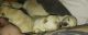 Maltipoo Puppies for sale in Marysville, WA, USA. price: $1,000