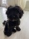 Maltipoo Puppies for sale in Inman, SC 29349, USA. price: $600