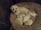 Maltipoo Puppies for sale in Marysville, WA 98271, USA. price: NA