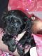 Maltipoo Puppies for sale in Defuniak Springs, FL, USA. price: NA
