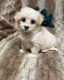 Maltipoo Puppies for sale in Spartanburg, SC, USA. price: NA