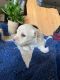 Maltipoo Puppies for sale in Frisco, TX, USA. price: $2,000