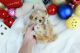 Maltipoo Puppies for sale in Chandler, AZ, USA. price: $5,900