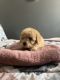 Maltipoo Puppies for sale in Denver, CO, USA. price: NA
