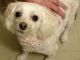 Maltipoo Puppies for sale in Danville, KY, USA. price: $200