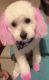 Maltipoo Puppies for sale in Frisco, TX, USA. price: NA