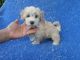 Maltipoo Puppies for sale in Hacienda Heights, CA, USA. price: $899