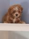 Maltipoo Puppies for sale in Mobile, AL, USA. price: $2,850