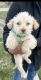 Maltipoo Puppies for sale in Forney, TX 75126, USA. price: NA
