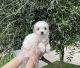 Maltipoo Puppies for sale in Whittier, CA, USA. price: $699
