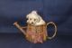 Maltipoo Puppies for sale in 1164 Oss Williams Rd, Limestone, TN 37681, USA. price: NA