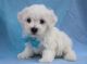 Maltipoo Puppies for sale in Durham, NC, USA. price: $400
