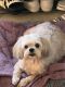 Maltipoo Puppies for sale in Manchester, NH 03102, USA. price: NA
