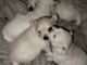 Maltipoo Puppies for sale in Marysville, WA 98271, USA. price: $1,500